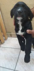 NINI