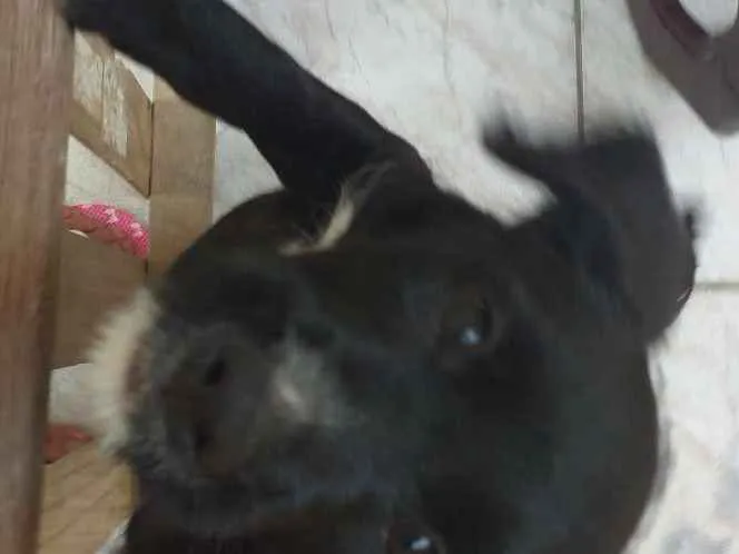 Cachorro ra a Puldo idade 2 a 6 meses nome NINI