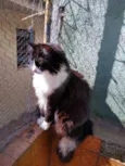Dedé
