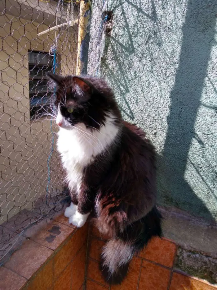 Gato ra a Srd idade 2 anos nome Dedé