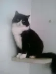 Dedé