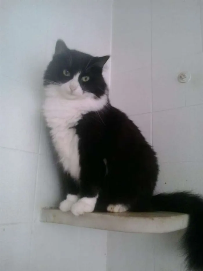 Gato ra a Srd idade 2 anos nome Dedé