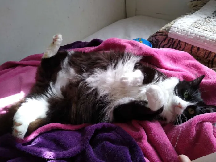 Gato ra a Srd idade 2 anos nome Dedé