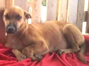 Cachorro raça Srd idade 2 a 6 meses nome Mara linda