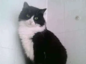 Gato raça Srd idade 2 anos nome Dedé