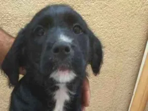 Cachorro raça Puldo idade 2 a 6 meses nome NINI