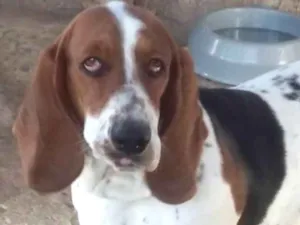Cachorro raça BASSET HOUND idade 1 ano nome Luna