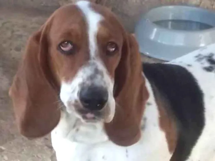 Cachorro ra a BASSET HOUND idade 1 ano nome Luna