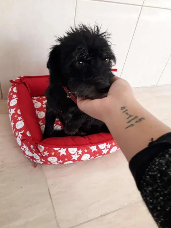 Cachorro ra a SRD idade 3 anos nome nina