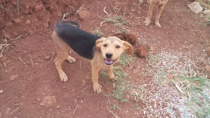 Cachorro raça Não definidas  idade 2 a 6 meses nome Lia,mel,chico,