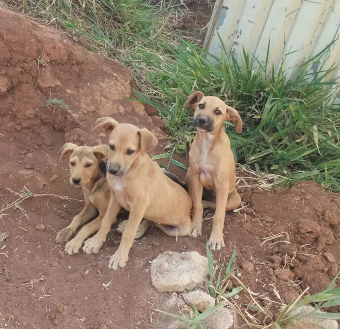 Cachorro raça Não definidas  idade 2 a 6 meses nome Lia,mel,chico,