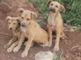 Mel..lia. .chico
