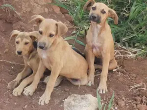 Cachorro raça Não definidas  idade 2 a 6 meses nome Mel..lia. .chico