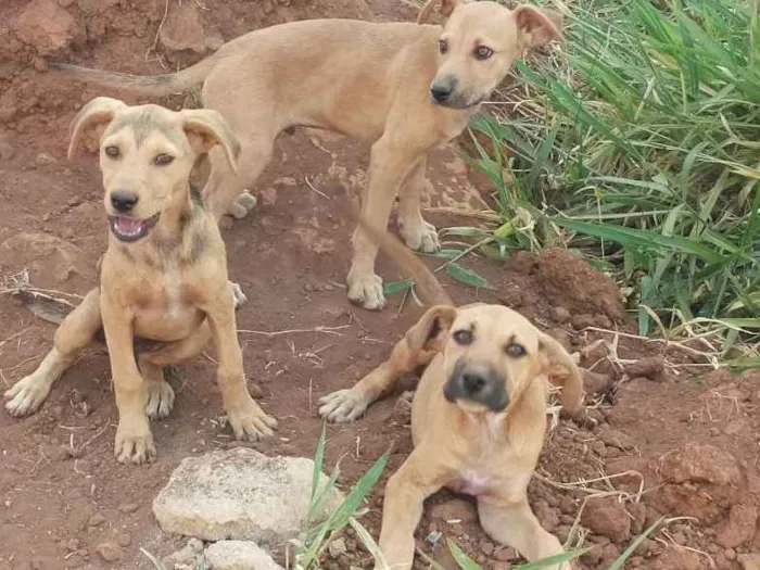 Cachorro raça Não definidas  idade 2 a 6 meses nome Mel..lia. .chico