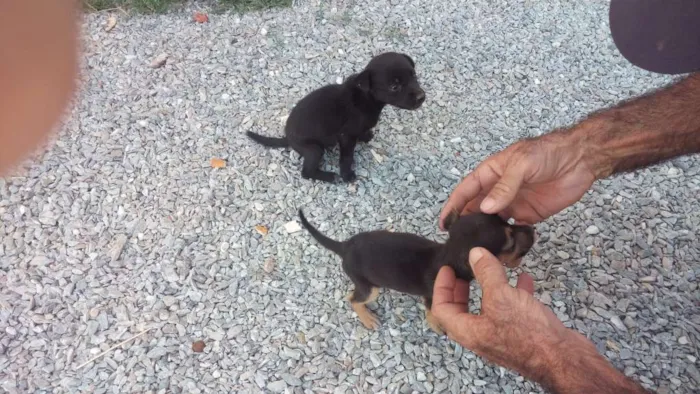 Cachorro raça Não definidas  idade Abaixo de 2 meses nome Susi Kaka