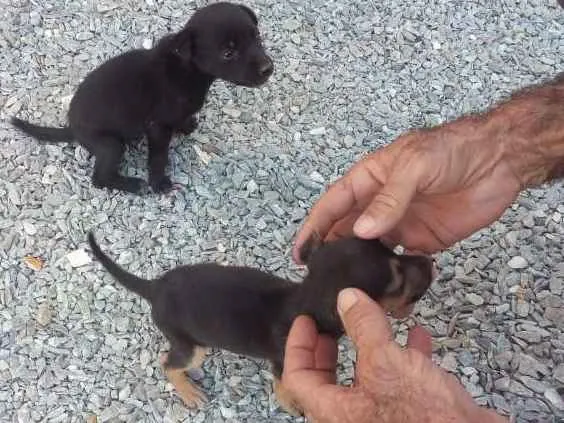 Cachorro raça Não definidas  idade Abaixo de 2 meses nome Susi Kaka