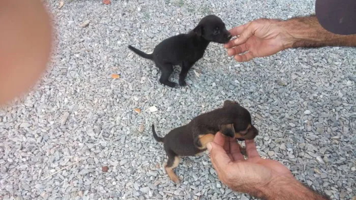 Cachorro raça Não definidas  idade Abaixo de 2 meses nome Susi Kaka