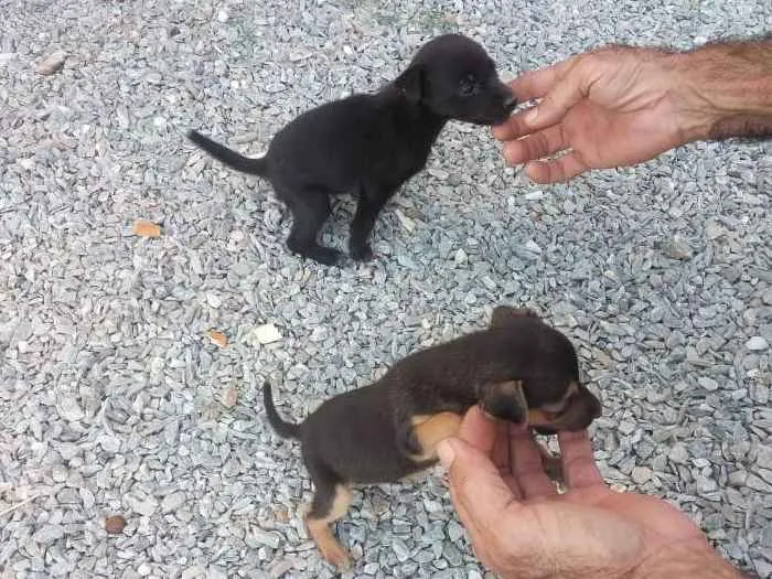 Cachorro raça Não definidas  idade Abaixo de 2 meses nome Susi Kaka