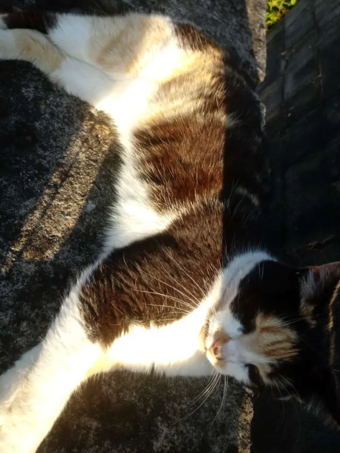 Gato ra a Vira lata idade 3 anos nome Mimi