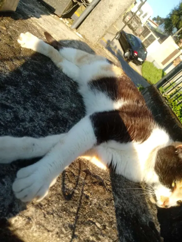 Gato ra a Vira lata idade 3 anos nome Mimi