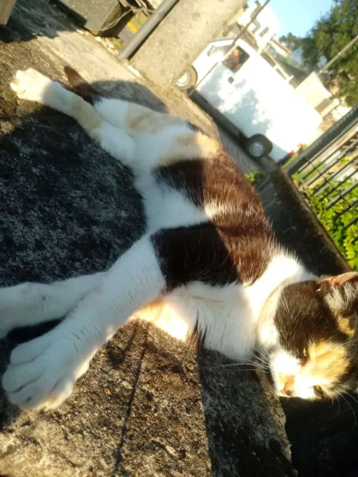 Gato ra a Vira lata idade 3 anos nome Mimi