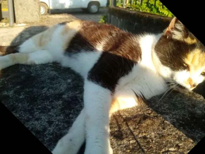 Gato ra a Vira lata idade 3 anos nome Mimi
