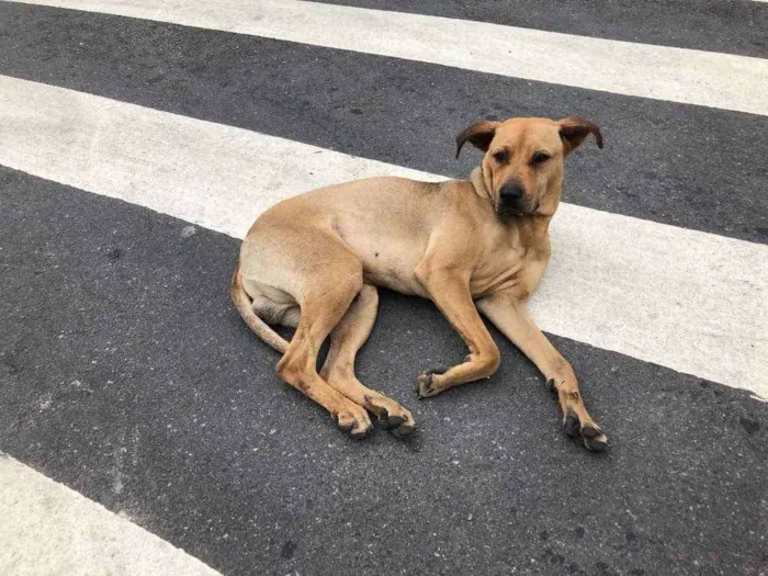 Cachorro ra a SRD idade 4 anos nome Thor 