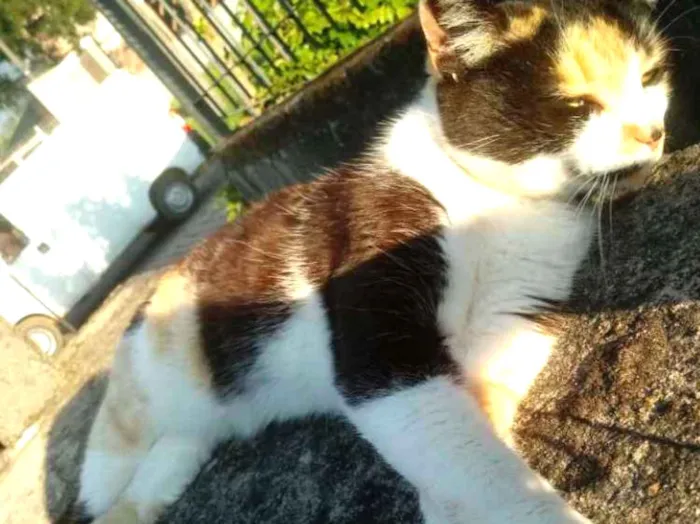 Gato ra a Vira lata idade 3 anos nome Mimi