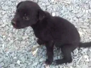 Cachorro raça Não definidas  idade Abaixo de 2 meses nome Susi Kaka