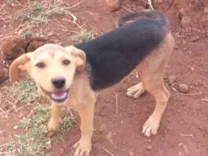 Cachorro raça Não definidas  idade 2 a 6 meses nome Lia,mel,chico,