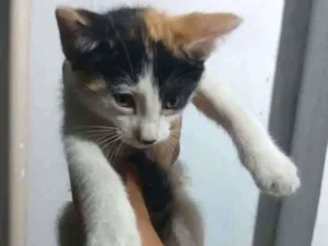 Gato raça SRD idade Abaixo de 2 meses nome Sem Nome 2g