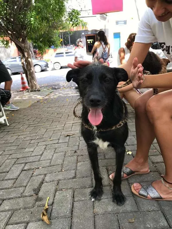 Cachorro ra a SRD idade 1 ano nome Pelezinho