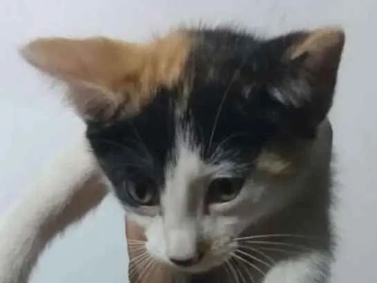 Gato raça SRD idade Abaixo de 2 meses nome Sem Nome 2g