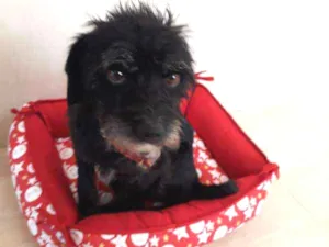 Cachorro raça SRD idade 3 anos nome nina