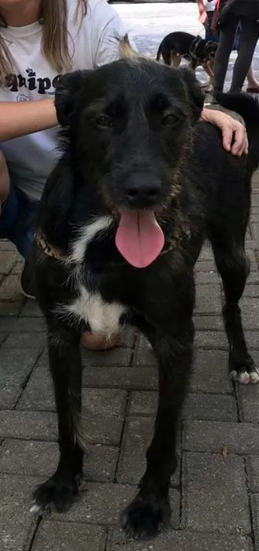 Cachorro ra a SRD idade 1 ano nome Pelezinho