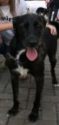 Pelezinho
