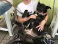 Pelezinho