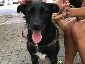 Cachorro raça SRD idade 1 ano nome Pelezinho
