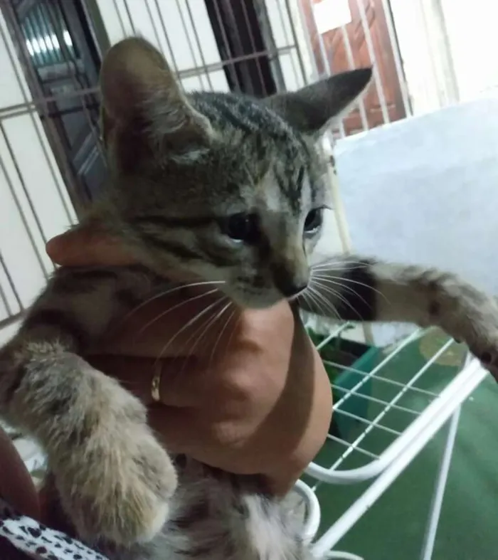 Gato raça SRD idade Abaixo de 2 meses nome Sem Nome 1g