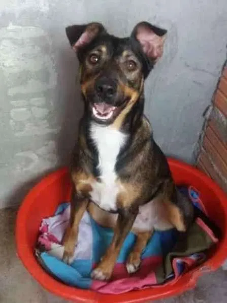 Cachorro ra a SRD idade 1 ano nome Suzi