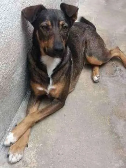 Cachorro ra a SRD idade 1 ano nome Suzi