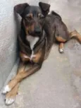 Suzi