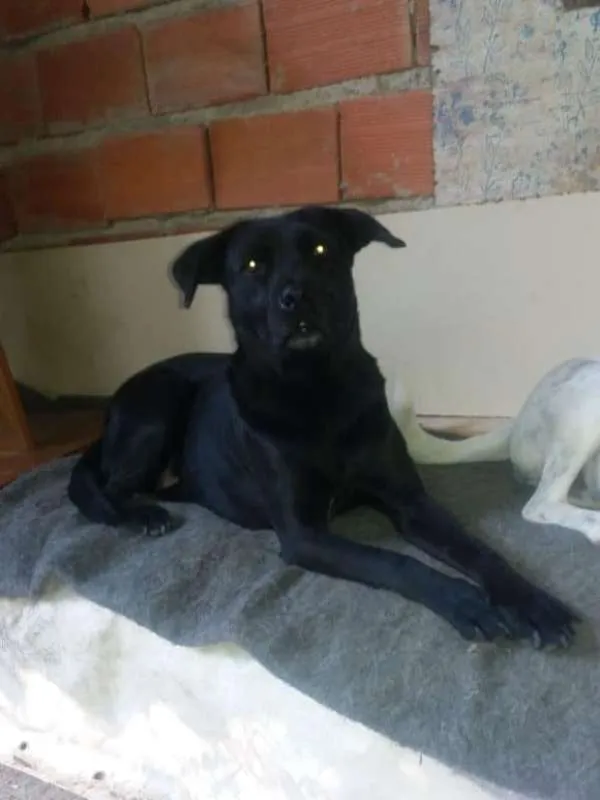 Cachorro ra a SRD idade 2 anos nome Sheron