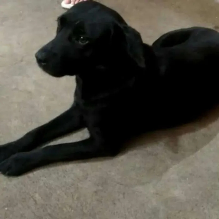 Cachorro ra a SRD idade 2 anos nome Sheron