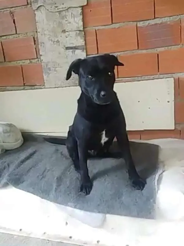 Cachorro ra a SRD idade 2 anos nome Sheron