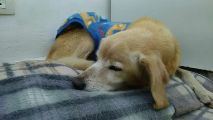 Cachorro ra a SRD idade 6 ou mais anos nome Nico