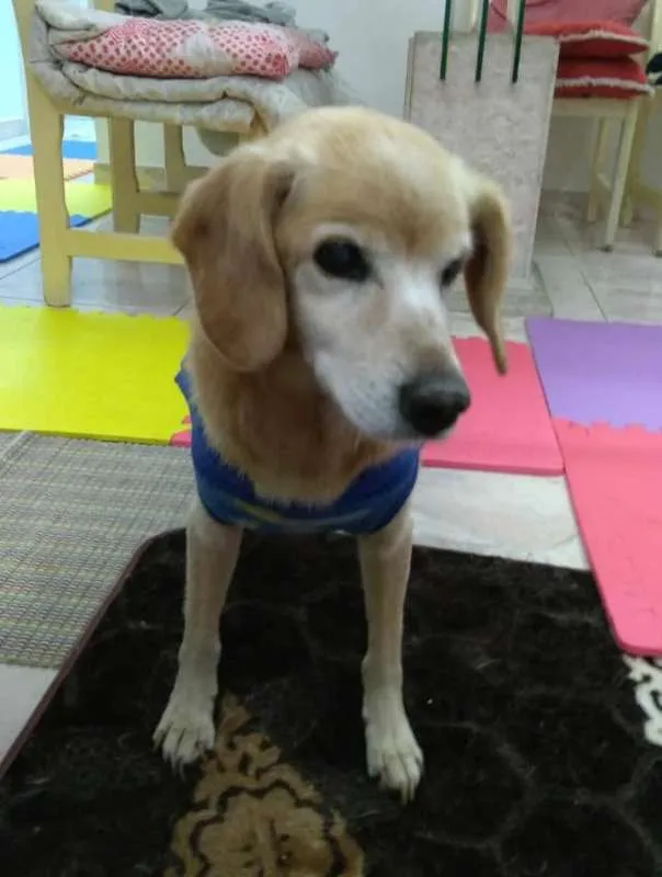 Cachorro ra a SRD idade 6 ou mais anos nome Nico