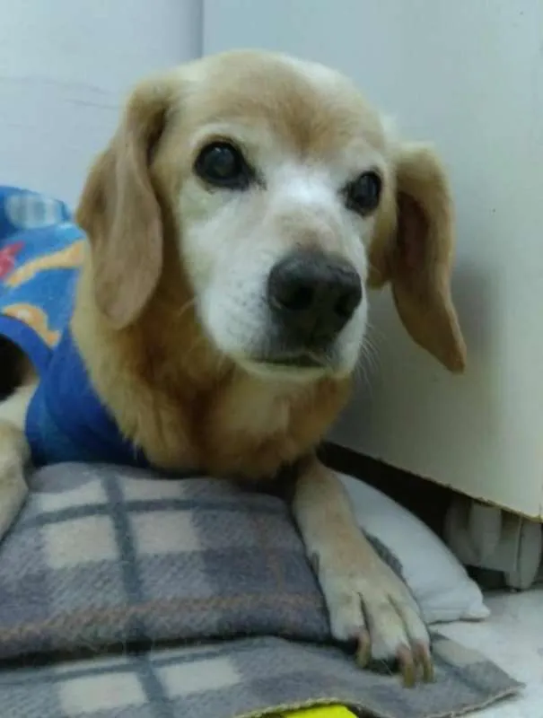 Cachorro ra a SRD idade 6 ou mais anos nome Nico