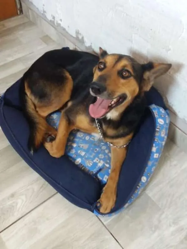 Cachorro ra a SRD idade 1 ano nome Hulk