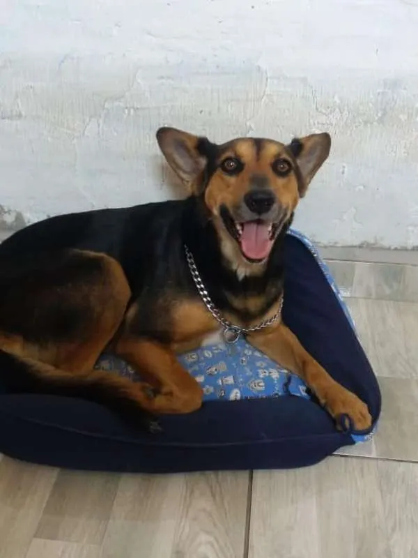Cachorro ra a SRD idade 1 ano nome Hulk